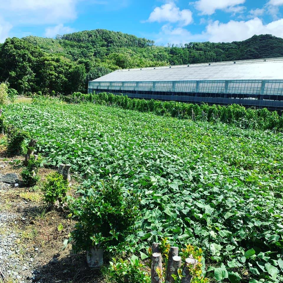 島流し 700ml